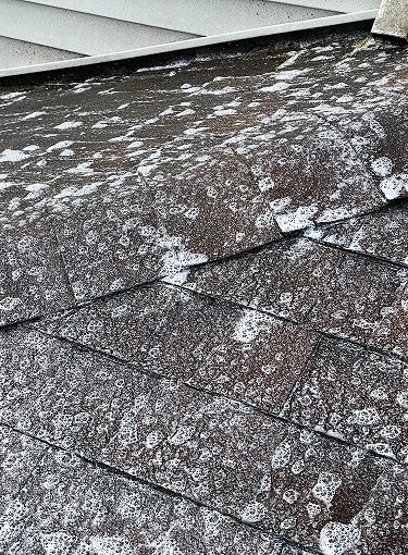 picture-of-moss-on-roof